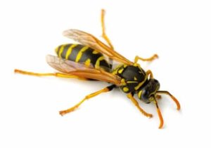 paper wasps