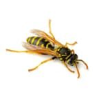 paper wasps