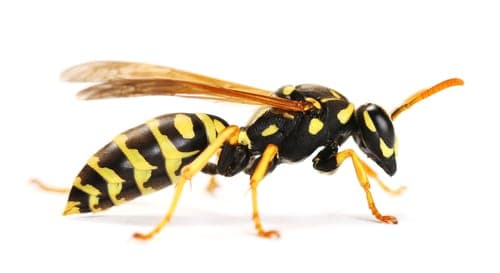 wasp removal peterborough