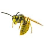 yellow jacket