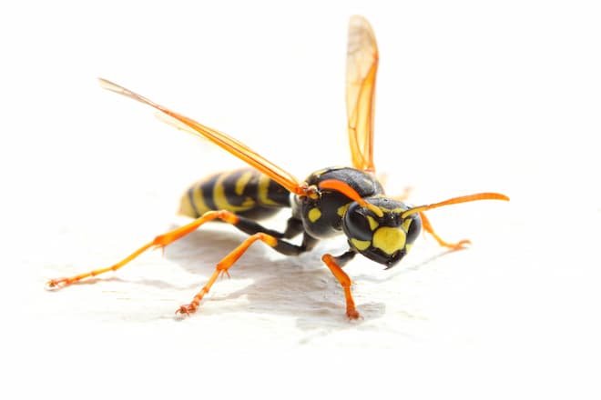 bee or wasp nest in the ground