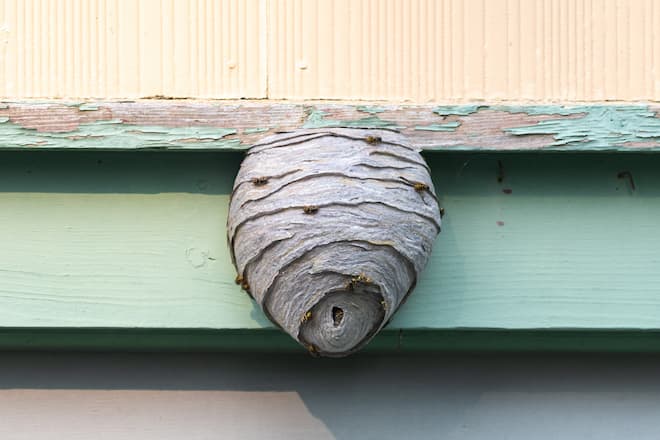 how to get rid of a hornet nest.