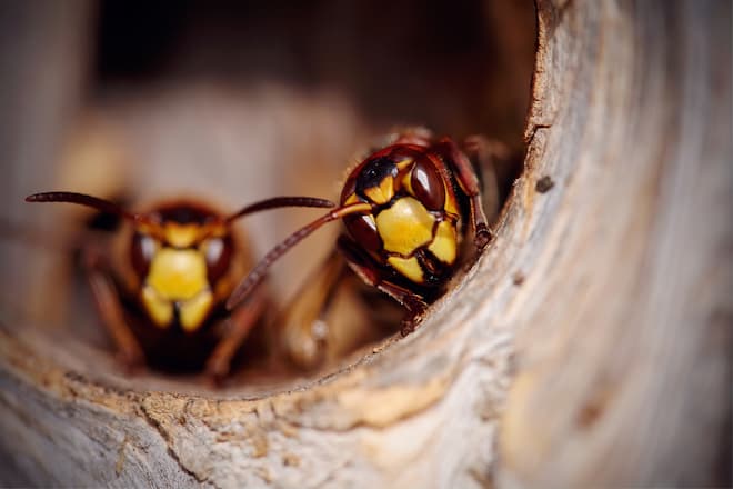 how to get rid of hornets nest in ground