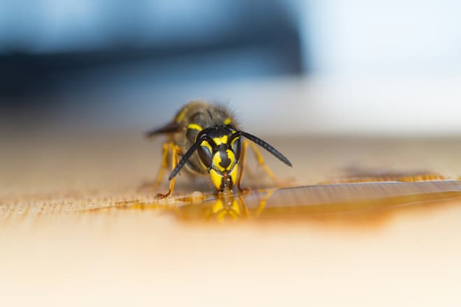 how to kill a wasps nest in the ground