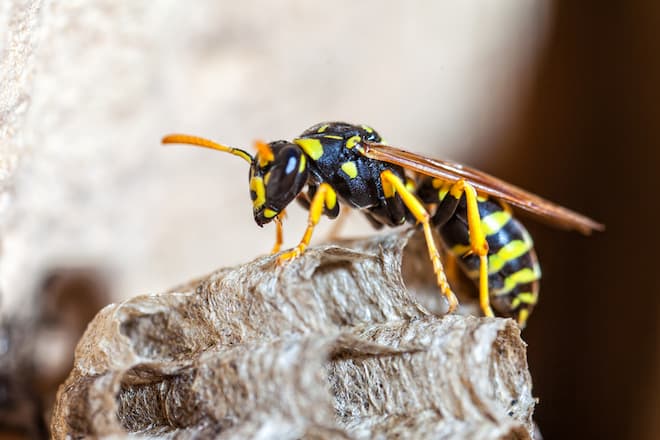 getting rid of wasp nest on soffit