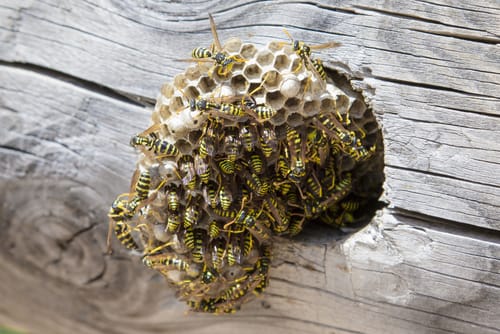 wasp nest removal oshawa