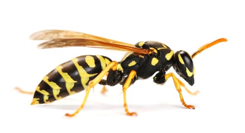 wasp removal services in ajax