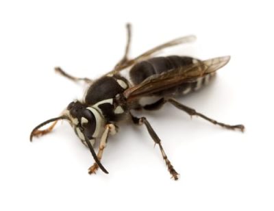 Bald Faced Hornets removal Bald Faced Hornets removal