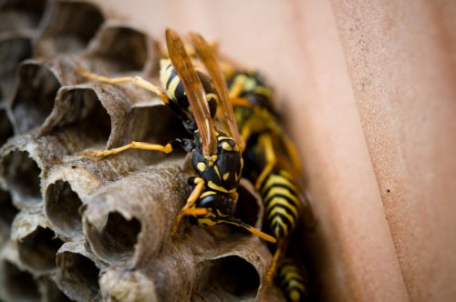 Wasp Nest Removal Wasp Nest Removal