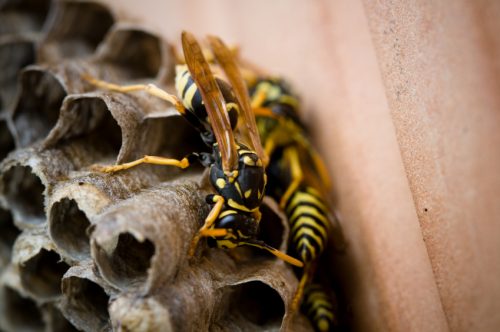 Wasp Nest Removal