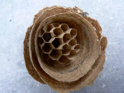 small hornet nest