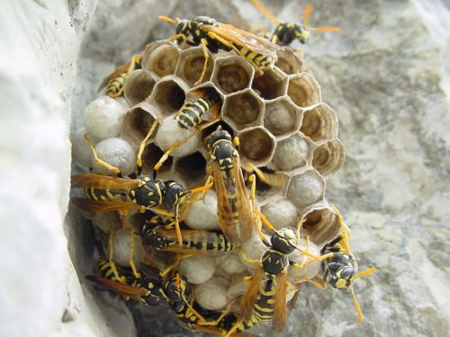 wasp infestation wasp infestation